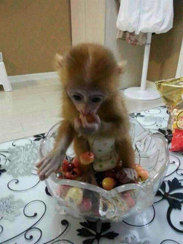 斯特拉恩病假条
